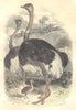 Ostriches. Order Fowl. Ostrich 1873 old antique vintage print picture