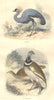 BIRDS. Order of waders. Crane, Bustard 1873 old antique vintage print picture