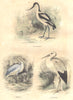 BIRDS. Order of waders. Avocet, Heron, Stork 1873 old antique print picture