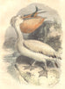 BIRDS. Order of Waterfowl. Pelican 1873 old antique vintage print picture