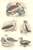 BIRDS. Order Waterfowl. Goose Neck, Albatross, penguin Jumper, Gull, Eider 1873