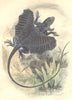 REPTILES. Reptiles Dragon 1873 old antique vintage print picture