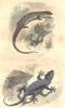 REPTILES. Reptiles. Lizard, Gecko 1873 old antique vintage print picture