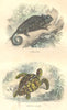 REPTILES. Reptiles. Chameleon, Turtle Hawksbill 1873 old antique print picture