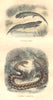 AMPHIBIANS. Reptiles. Salamander, Viper City 1873 old antique print picture
