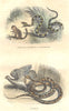 SNAKES. Reptiles. Rattlesnake Serpent-bell; Python 1873 old antique print
