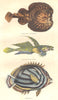 FISH. Fish. Marbled Torpedo; Callionyme Lyre; Chétodon 1873 old antique print