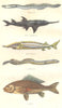 FISH. Fish. Eel; Saw Commune sturgeon, lamprey, carp 1873 old antique print