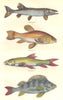 FISH. Freshwater Fishes. Pike, Tench, Barbeau Perch 1873 old antique print