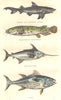 CETACEANS. Shark fins black; Malapterure Electric; Swordfish Sword; Thon 1873