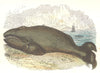 WHALES. The High Seas Fish, Whales. Whale 1873 old antique print picture