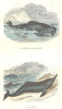 CETACEANS. Fish Hte Sea Cetaceans. globiceps Dauphin, Dauphin 1873 old print