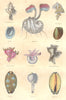 MOLLUSCS. Pyrule fusiform spotted Delessert; Cancellaire 1873 old print