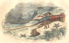 FISH. Shellfish. Crab and Lobster 1873 old antique vintage print picture
