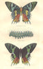 LEPIDOPTERA. Urania-Prometheus caterpillar Bombyce; Urania-Prometheus 1873
