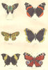 BUTTERFLIES. Butterfly; Vulcan Médesicaste; Antiope; Bicolour; Peacock 1873