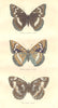 BUTTERFLIES. Insects. Butterfly poplar, Circe 1873 old antique print picture