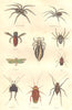 INSECTS. Tarantula, Spider, backswimmer; Pou; Epeira; Chétocère; Lygée 1873