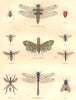 INSECTS. Insects. Aphids, Dragonfly, Cochineal; Bee; Bembex; Xipleydrie 1873