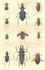 INSECTS. Scarites pyracmon; Procère olive; Buprestis mariane 1873 old print