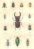 INSECTS.Chromoptilie;Drépanocère;Hispe hedgehog Hétérorhine;Lampyre; Lucane 1873
