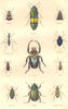 INSECTS.Uroplate; Chrysochroa; Euprinote; Tricondyle; Hercules Eumorphe 1873
