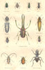 INSECTS.Gribouri silky vine weevil;Xarpale;Ditome; Macropoїde; Chiasognathe 1873