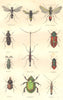 INSECTS.Céopale tacuet;Odynère, Yellow-winged Sphex;Amyctère;bearded Brente 1873