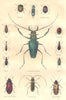 INSECTS. Emerald; Doryphore turtle Omias; Psalidognathe, Cleone; Chlaenie 1873