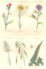 PLANTS. Synanthérées flosculeuses delisted; Marguerite Grasses, Ferns 1873