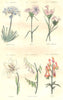PLANTS. Umbelliferae; Caryophylleae; Heraclea bearded, eyelet, polymorphous 1873