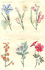 PLANTS. Convolvulaceae, Solanaceae; pomée; nicotiane tobacco lion Mouth 1873