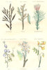 PLANTS. Algae, apetalous; amentacées; Fucus siliqueux; Pistachio;Cuningamie 1873