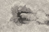 ASTRONOMY. Sun spots. Sunspot Structure; Core & penumbra filaments 1877 print