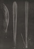COMETS. Comets of 1577, 1680 and 1769; Gemma, Sturm, Messier 1877 old print
