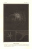 ASTRONOMY. Stellar Clusters, Hercules Birr, Unicorn, Scorpio 1877 old print