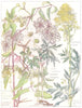 BUTTERCUPS. Wood Anemone; Old man's beard;Traveller's Joy;Yellow Meadow Rue 1907