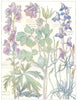 BUTTERCUPS.Ranunculaceae.Common Columbine;Common Larkspur;Common Monkshood 1907