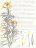 FLOWERS. Cabbage family. Cruciferae. Wall Flower 1907 old antique print