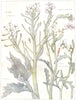 FLOWERS. Cabbage family. Cruciferae. Purple Sea-Rocket; Sea Kale 1907 print