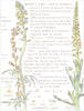 FLOWERS.Mignonette.Resedaceae.Wild Mignonette;Base Rocket;Yellow Rocket 1907