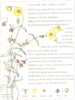 FLOWERS. Rock Rose family. Cistineae. Common Rock Rose  1907 old antique print