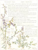 FLOWERS. Milkwort family. Polygaleae. Lesser Milwort; Common Milkwort   1907