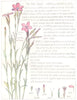 FLOWERS. Pink family. Caryophylleae. Maiden Pink  1907 old antique print