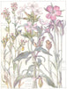 FLOWERS. Pink.Caryophylleae.Spotted,Striated Corn Catchfly;Cockle;Soapwort 1907