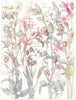 FLOWERS. Pink. Caryophylleae.Evening,Bladder,Red,Moss Campion;Ragged Robin  1907