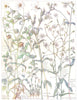 PINK. Satin Flower; Stitchwort; Field, Wayside Mouse Ear Chickweed 1907 print