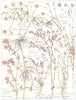 SANDWORT. Vernal,Thyme-Leaved Filed; Annual Pearlwort; Corn Knotted Spurrey 1907