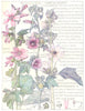 FLOWERS. Mallow. Malvaceae. Common Mallow; Sea Tree-Mallow; Marsh Mallow 1907