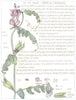 FLOWERS. pea family Leguminosae. Bush Vetch 1907 old antique print picture